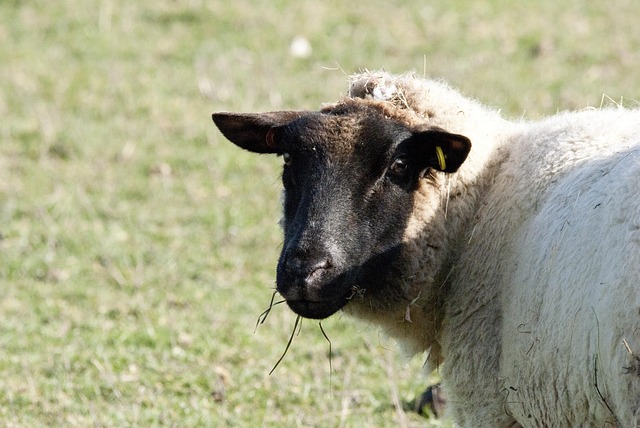 Free Sheep Sheep Sun Bathing photo and picture