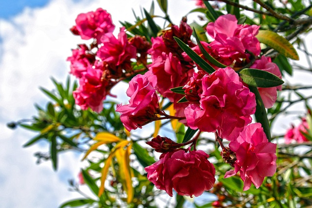 Free Flower Nature photo and picture