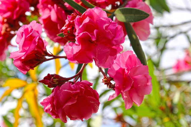 Free Flowers Flower Background photo and picture