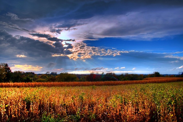 Free Field Corn photo and picture