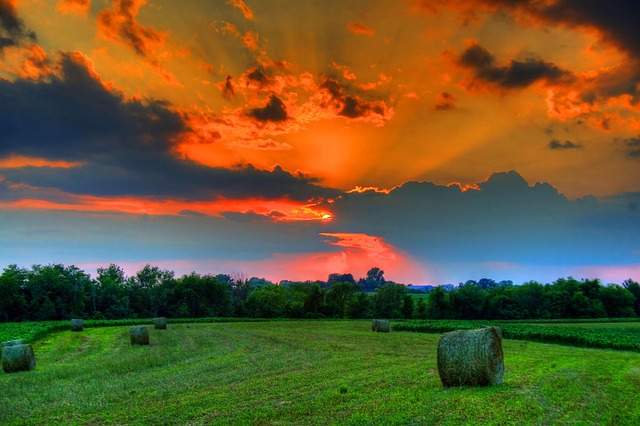 Free Field Sunset photo and picture