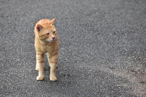 Free Cat Oren photo and picture