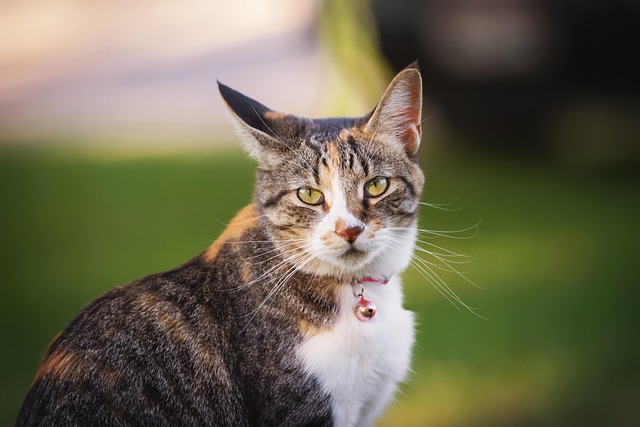 Kat, Kitty, Dyr, Kæledyr, Sød, Pels