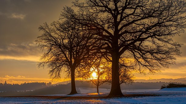 Træ, Solopgang, Landskab, Himmel