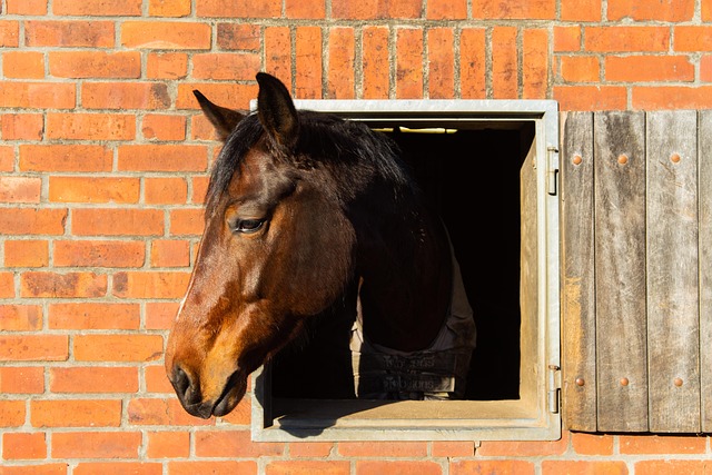 Caballo, Cabeza, Animal