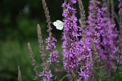 Free Butterfly Flower photo and picture