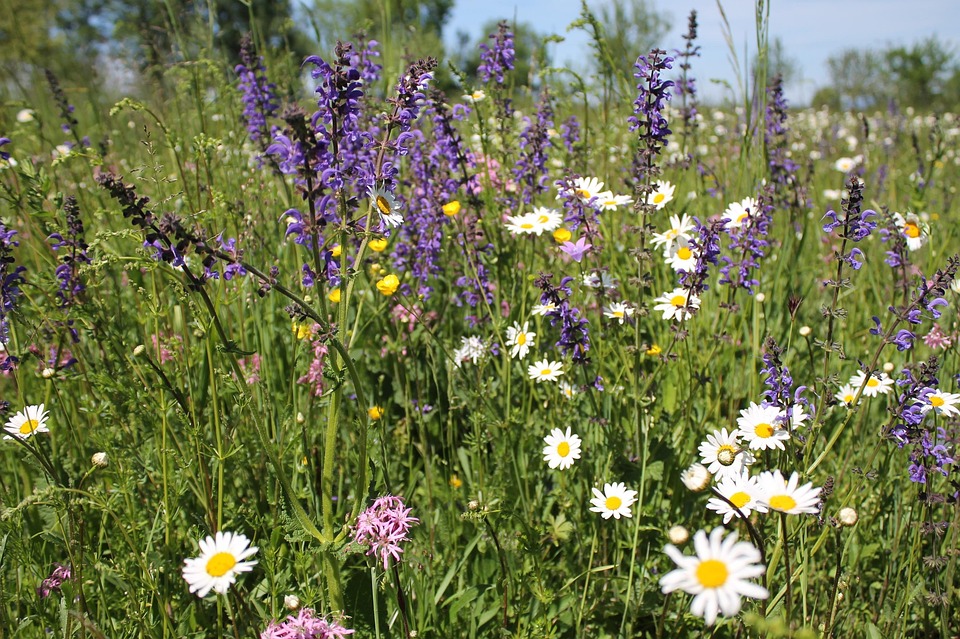 flower-meadow-4005255_960_720.jpg