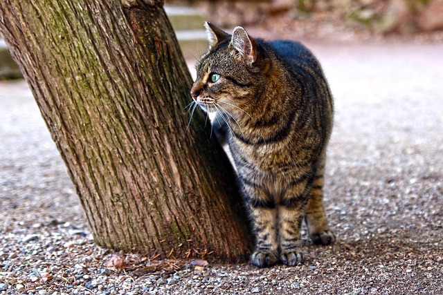 Free Cat Animals photo and picture