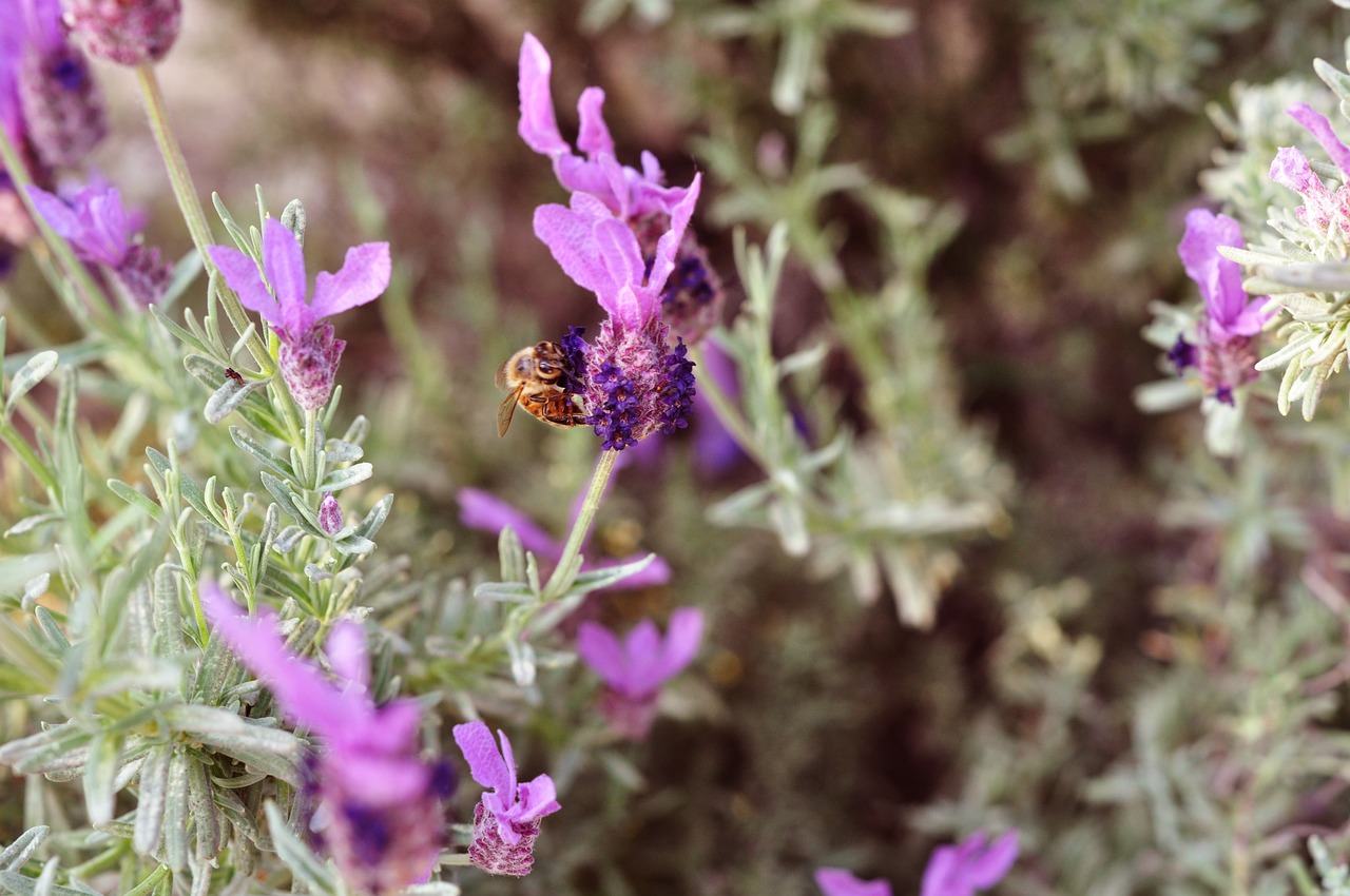 Abeille Solitaire Lavande Abeille La Nature - Photo gratuite sur Pixabay - Pixabay