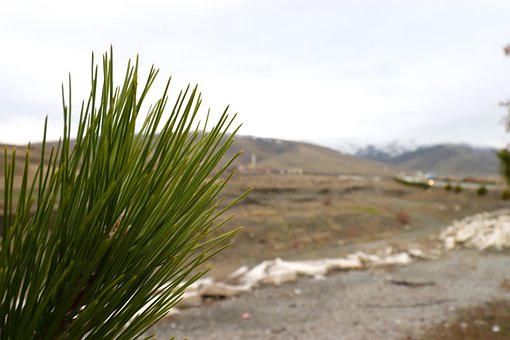 Free Pine Tree photo and picture