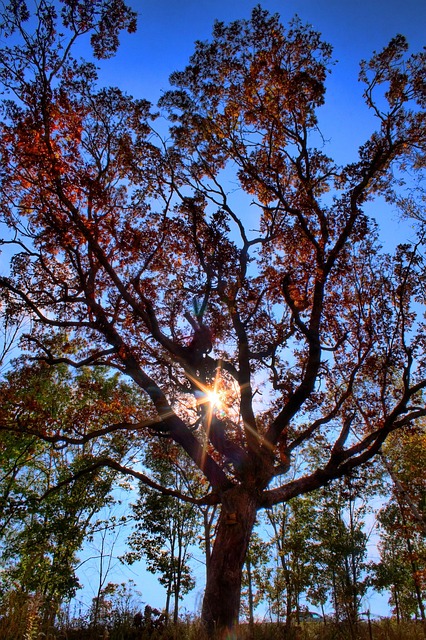 Free Tree Sky photo and picture