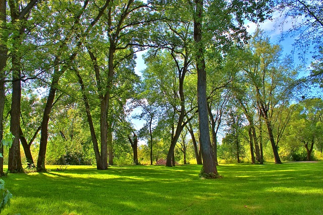Free Trees Grass photo and picture