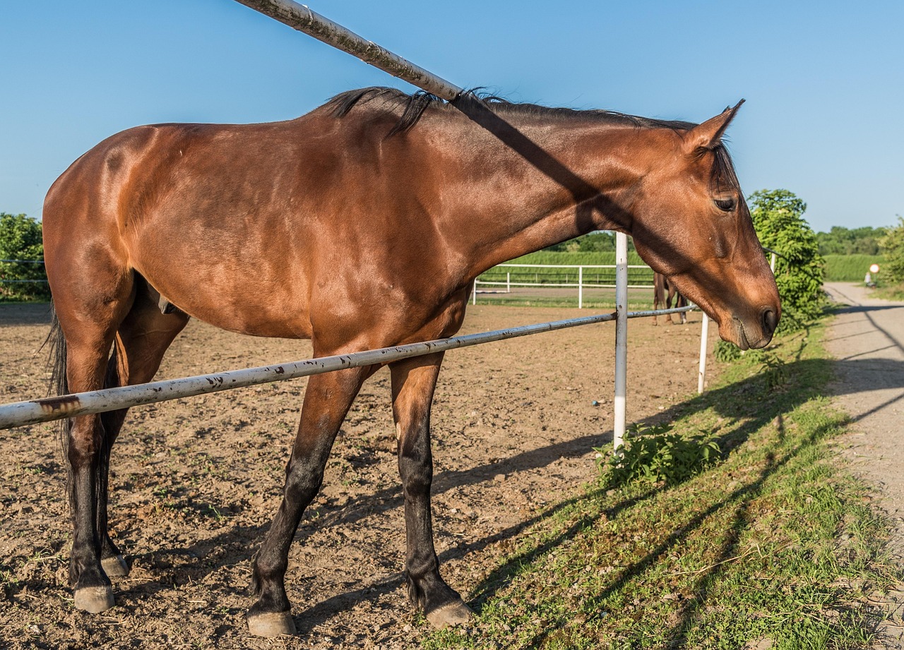 Horse Stud Chestnut Free photo on Pixabay Pixabay