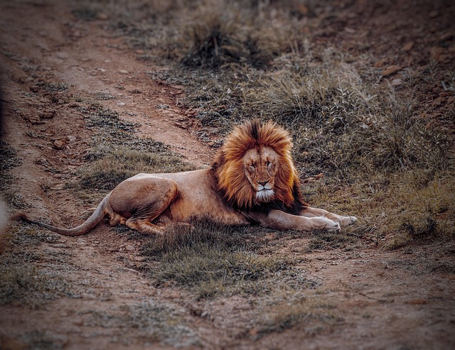 León Animal Safari Fauna - Foto gratis en Pixabay