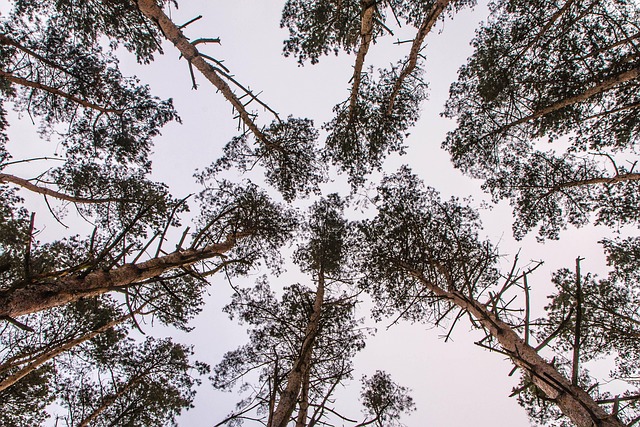 Free Nature Forest photo and picture