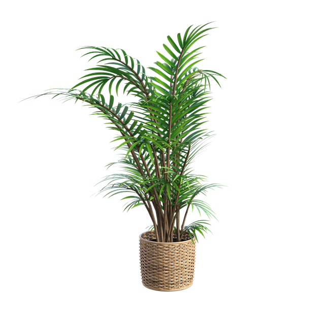 plant-4006379_640.png
