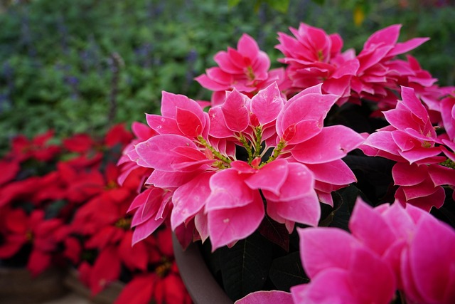 Free Flower Pink photo and picture