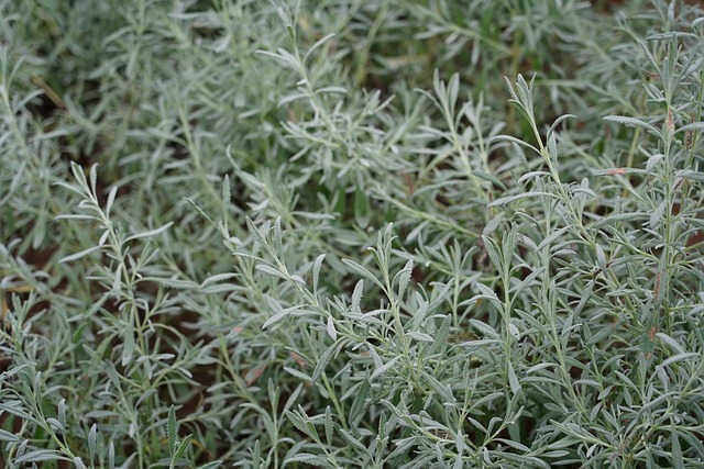 Free Green Grass photo and picture
