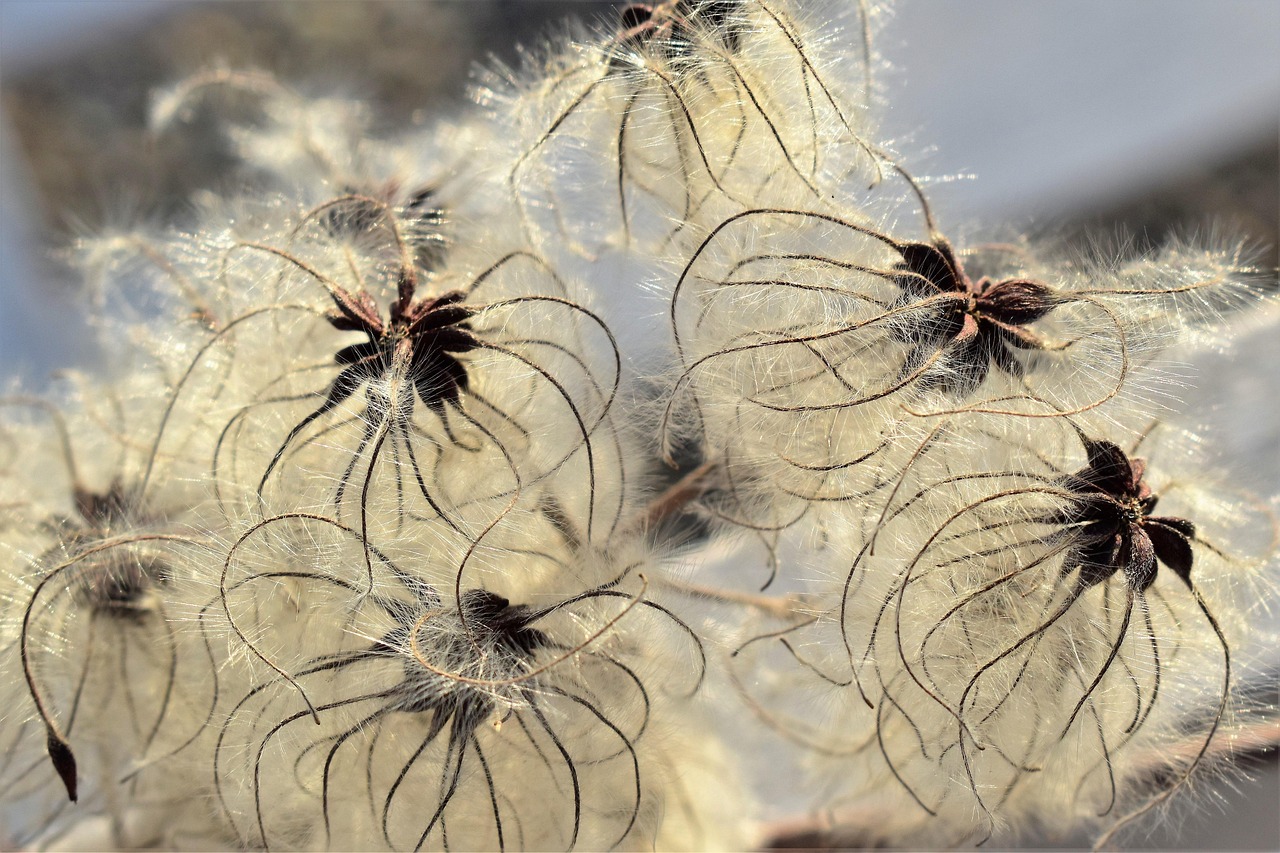 植物 种子 自然 - Pixabay上的免费照片 - Pixabay