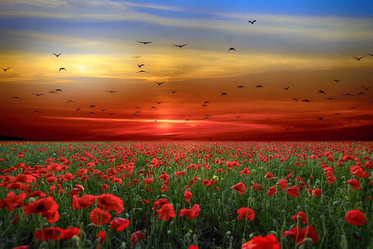 Flowers - free online jigsaw puzzle photo