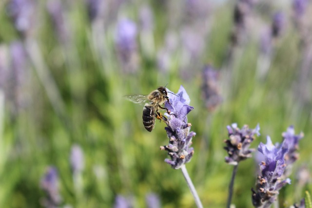 Free Lavender Flower Background photo and picture