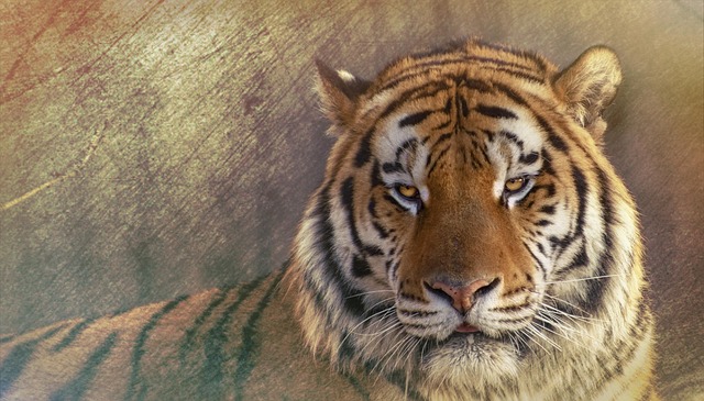 Siberisk tiger, siberian tiger, the amur tiger and nature — photo by LeifLinding