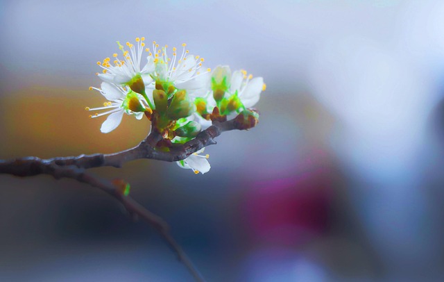 Free Flower Blooming photo and picture