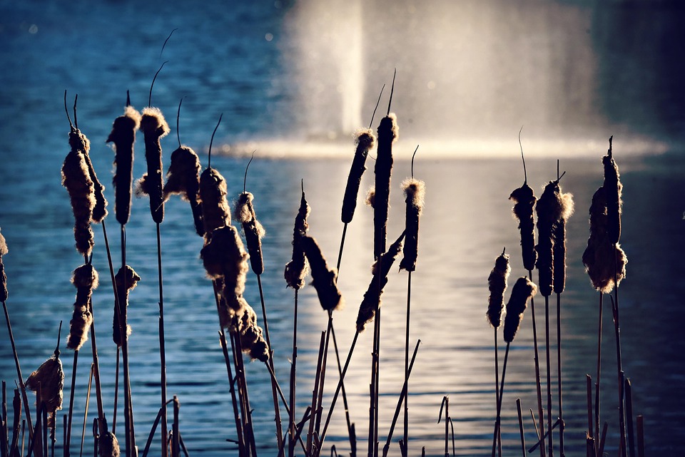 Bulrush Fluff Bulrush Typha Latifolia Plant - Free photo on Pixabay