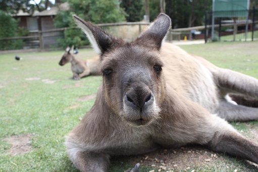 Australien, Tier, Tierwelt, Niedlich