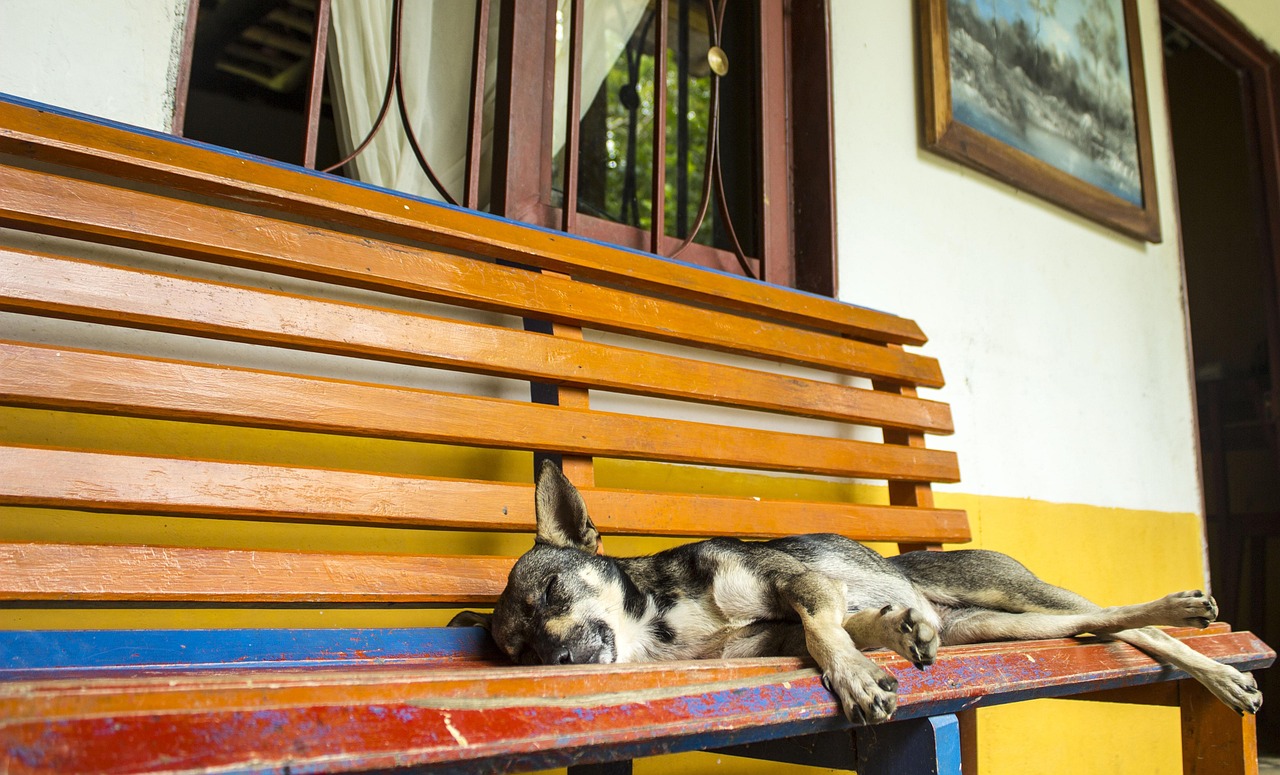 Dog - free online jigsaw puzzle photo