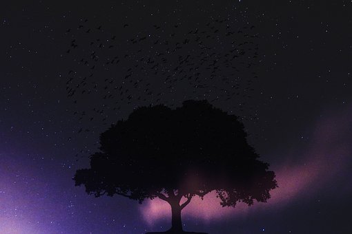 Free Tree Night illustration and picture