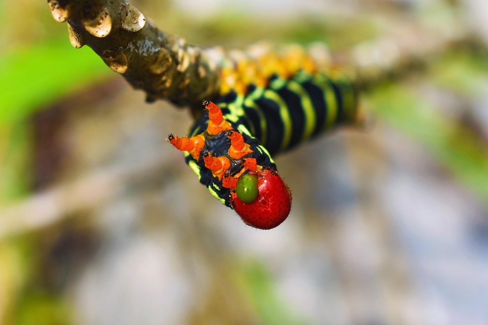 Verme Natura Animale - Foto gratis su Pixabay
