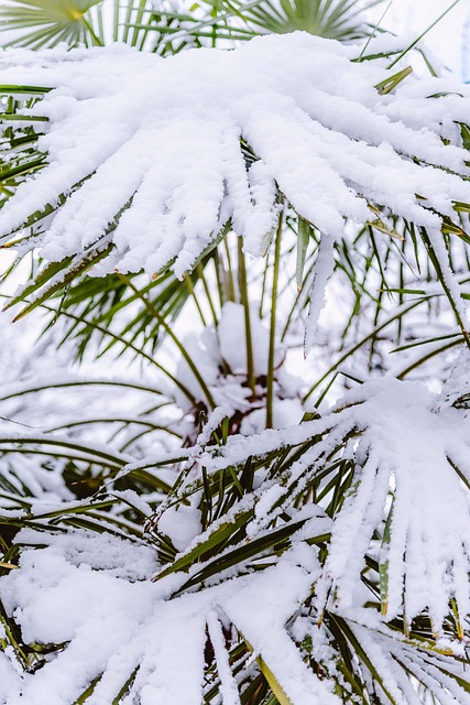 Palmboom, Sneeuw, Bedekt, Winter