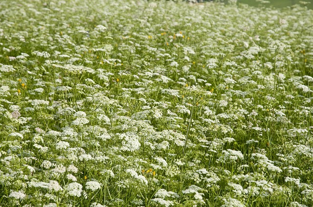 Free Flower Free Background photo and picture