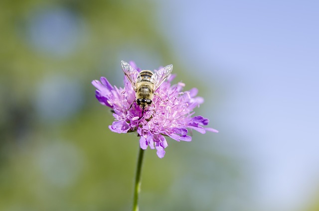 Free Flower Beautiful Flowers photo and picture
