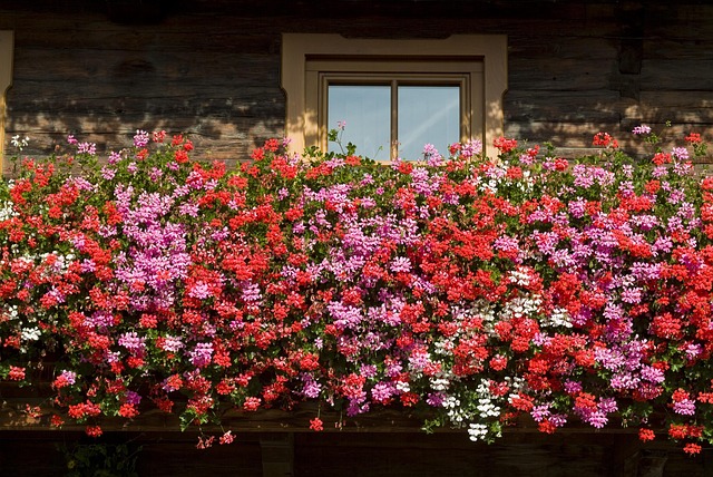 Free Balcony Flowers Summer photo and picture