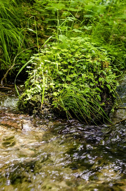 Free Water Mood photo and picture