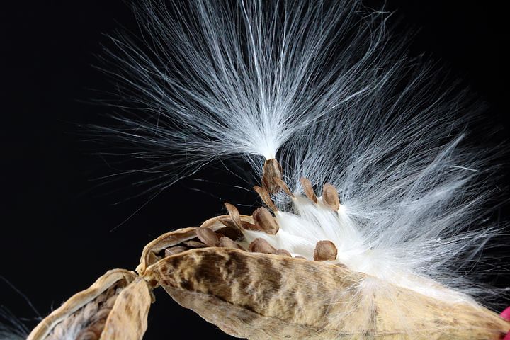 300+ Free Milkweed & Nature Images