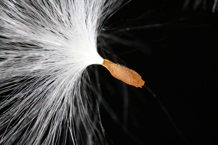 300+ Free Milkweed & Nature Images