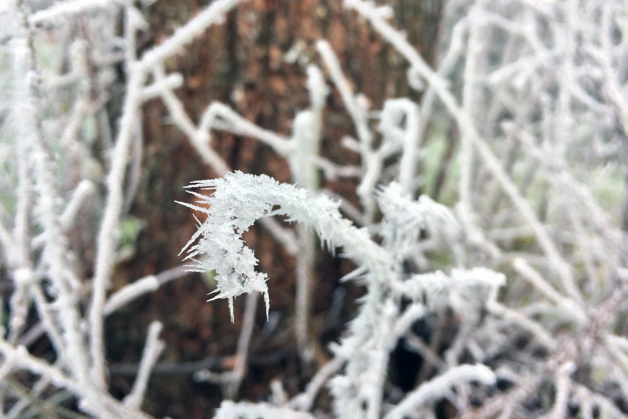 Frost Branches Cold - Free photo on Pixabay - Pixabay
