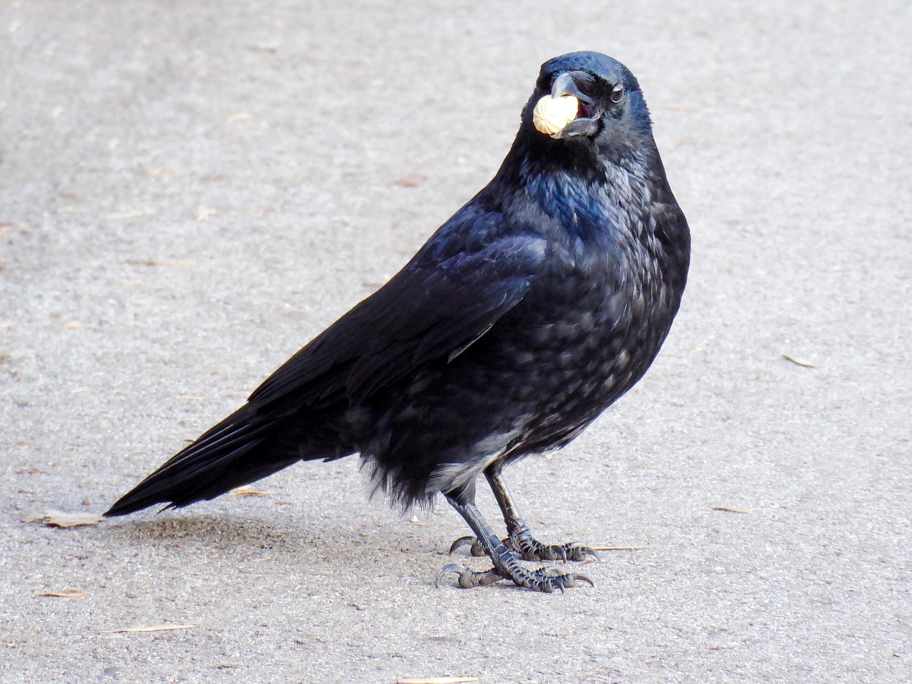 野生動物 鳥 カラス - Pixabayの無料写真 - Pixabay
