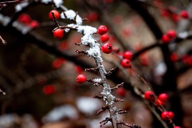 Baies Rouges Hiver Baie Hiver Neige - Photo gratuite sur Pixabay - Pixabay