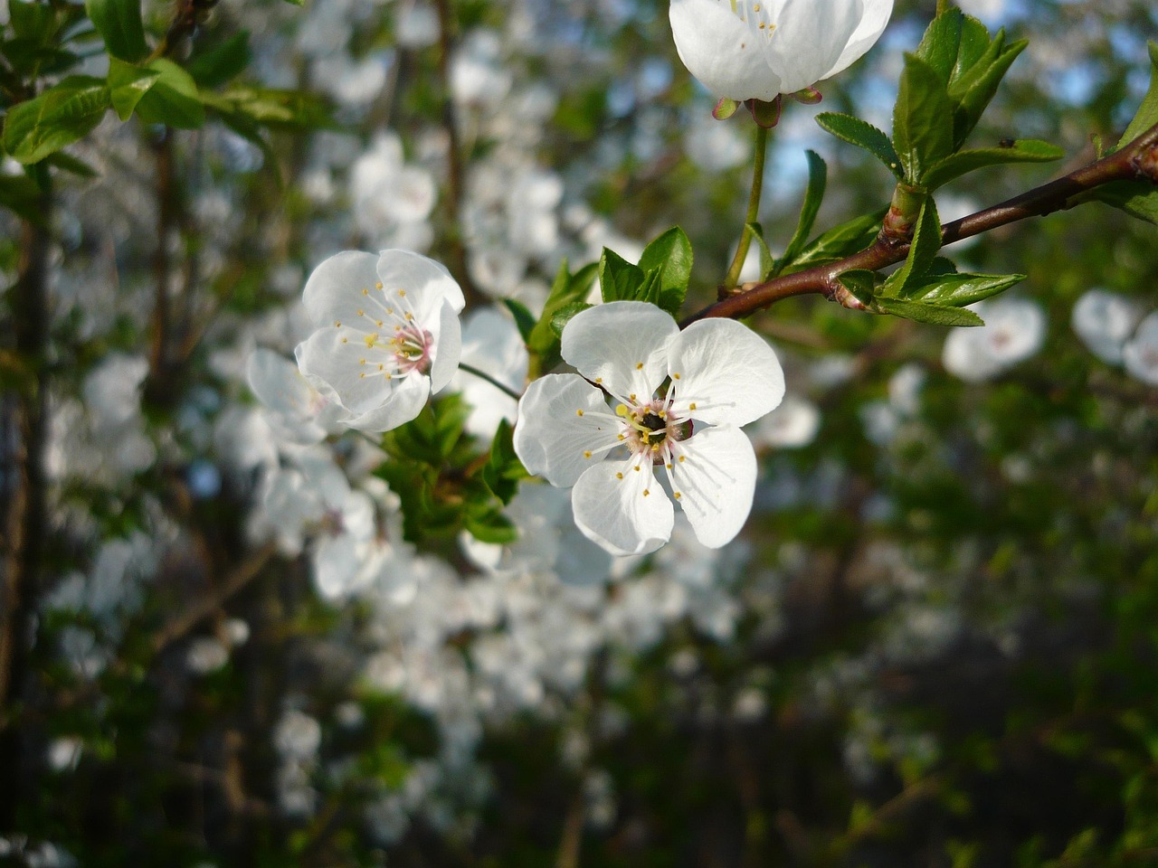 봄 꽃 나무 - Pixabay의 무료 사진 - Pixabay