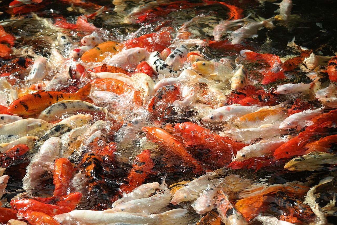 鱼 水 喂养 - Pixabay上的免费照片 - Pixabay