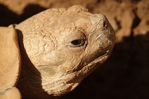 Dyr Portræt, Skildpadde, Tæt Op