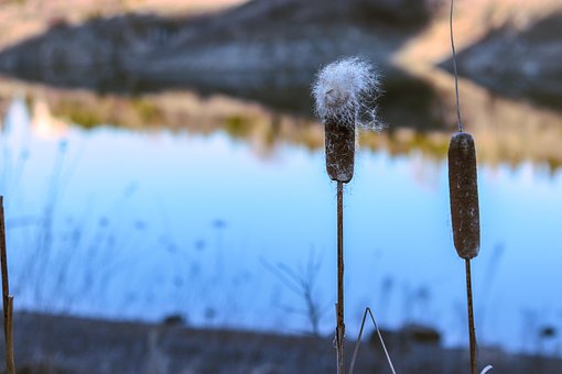 Free Bilkent Nature photo and picture