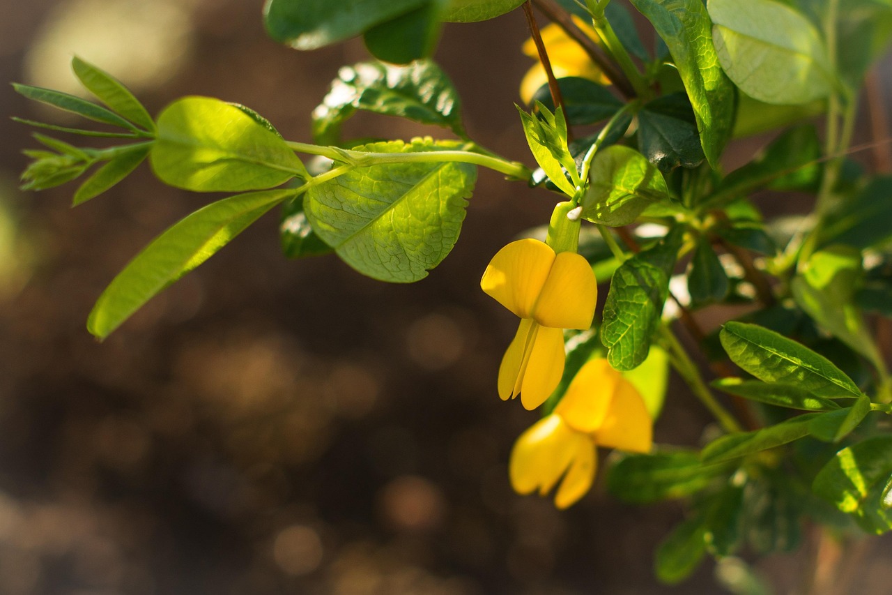400+ Free Acacia & Nature Images - Pixabay