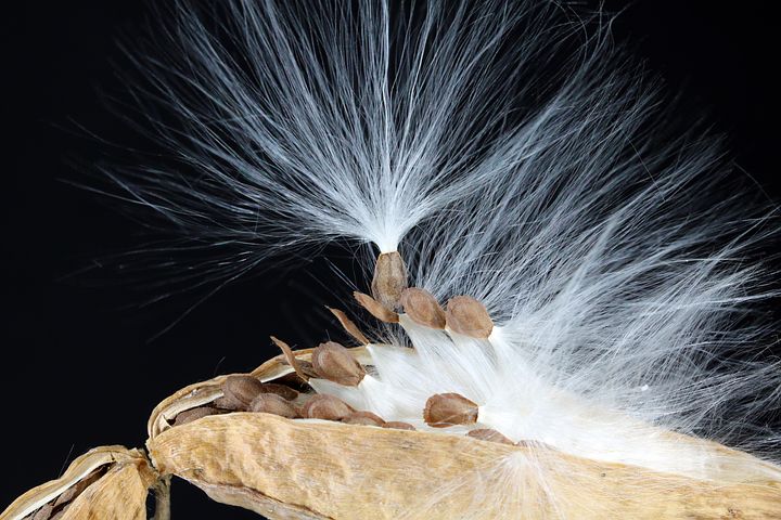 300+ Free Milkweed & Nature Images