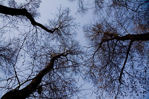 Árbol, Naturaleza, Ramas, Cielo, Nubes
