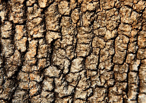 Árbol, Concha, Tejido, Marrón